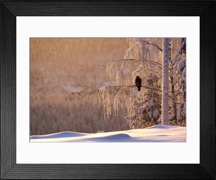 Framed Print : Golden eagle (Aquila chrysaetos) in snow covered tree at sunset, Kuusamo, Finland, Europe Framed Print : Golden eagle (Aquila chrysaetos) in snow covered tree at sunset, Kuusamo, Finland, Europe