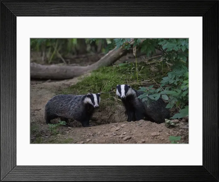 Framed Print : Eurasian Badger (Meles meles) adult, pair standing beside each other Framed Print : Eurasian Badger (Meles meles) adult, pair standing beside each other
