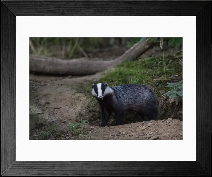 Framed Print : Eurasian Badger (Meles meles) adult, standing beside sett entrance