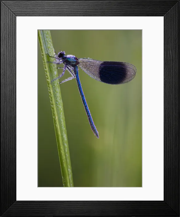 Framed Print : Banded Demoiselle (Calopteryx splendens) damselfly covered with dew, Kent, England Framed Print : Banded Demoiselle (Calopteryx splendens) damselfly covered with dew, Kent, England