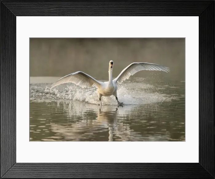 Framed Print : Mute swan (Cygnus olor) landing, Kent, England, United Kingdom, Europe Framed Print : Mute swan (Cygnus olor) landing, Kent, England, United Kingdom, Europe