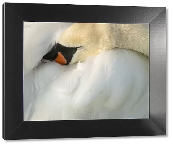Mute swan (Cygnus olor), Kent, England, United Kingdom, Europe