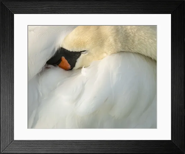 Framed Print : Mute swan (Cygnus olor), Kent, England, United Kingdom, Europe Framed Print : Mute swan (Cygnus olor), Kent, England, United Kingdom, Europe