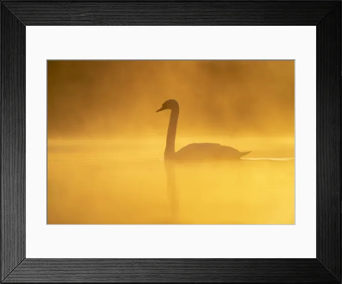 Framed Print : Mute swan (Cygnus olor) at sunrise, Kent, England, United Kingdom, Europe Framed Print : Mute swan (Cygnus olor) at sunrise, Kent, England, United Kingdom, Europe