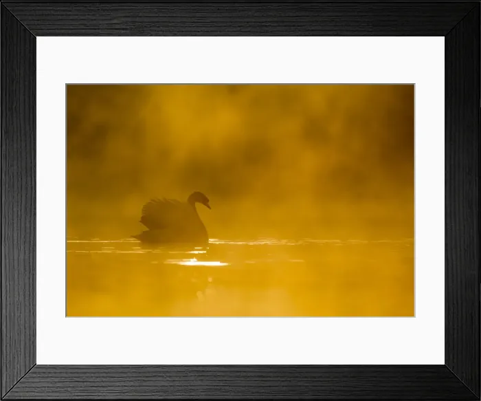 Framed Print : Mute swan (Cygnus olor) at sunrise, Kent, England, United Kingdom, Europe Framed Print : Mute swan (Cygnus olor) at sunrise, Kent, England, United Kingdom, Europe