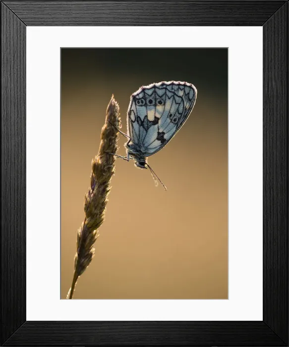 Framed Print : Marbled White (Melanargia galathea) butterfly, adult roosting on grass, in meadow habitat Framed Print : Marbled White (Melanargia galathea) butterfly, adult roosting on grass, in meadow habitat