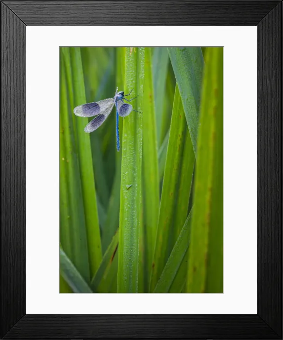 Framed Print : Banded Demoiselle (Calopteryx splendens) damselfly covered with dew, Kent, England Framed Print : Banded Demoiselle (Calopteryx splendens) damselfly covered with dew, Kent, England