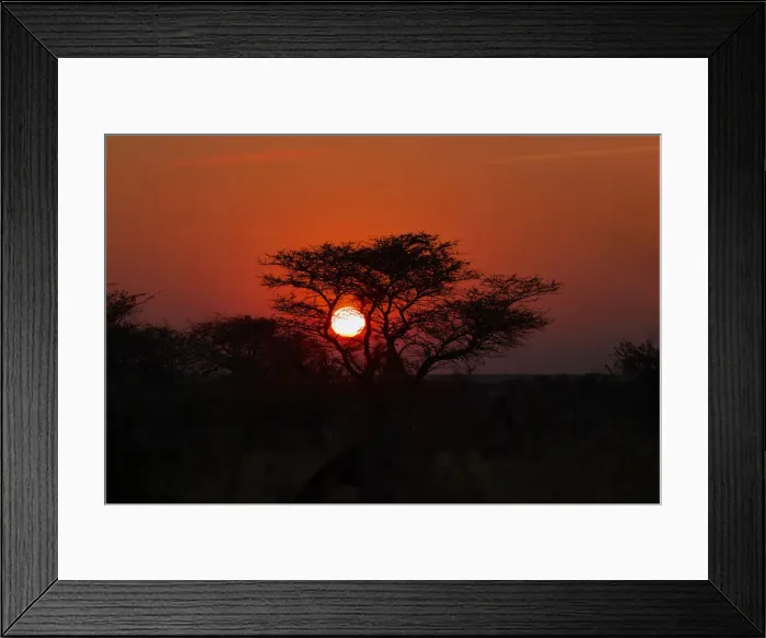 Framed Print : Sunrise sun framed by a tree silhouette, Namibia, Africa Framed Print : Sunrise sun framed by a tree silhouette, Namibia, Africa