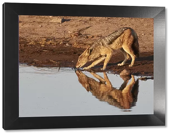 Reflection of a jackal (Canis lupaster) drinking in a waterhole at sunrise