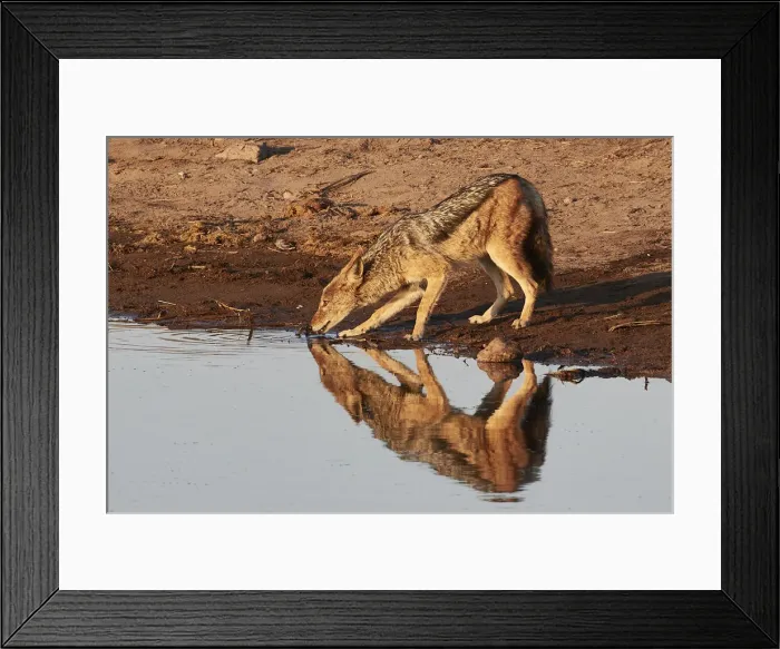 Framed Print : Reflection of a jackal (Canis lupaster) drinking in a waterhole at sunrise Framed Print : Reflection of a jackal (Canis lupaster) drinking in a waterhole at sunrise