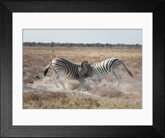 Framed Print : Two zebras fighting in the savannah, Etosha National Park, Namibia, Africa Framed Print : Two zebras fighting in the savannah, Etosha National Park, Namibia, Africa