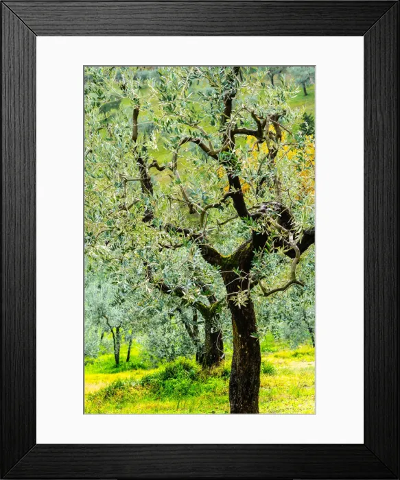 Framed Print : Bright shades of green sunlit olive trees and grass in Autumn after the rain Framed Print : Bright shades of green sunlit olive trees and grass in Autumn after the rain