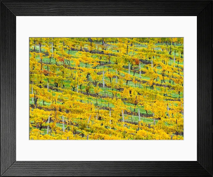 Framed Print : Patterned rows of yellow vines in Autumn, Panzano in Chianti, Tuscany, Italy, Europe Framed Print : Patterned rows of yellow vines in Autumn, Panzano in Chianti, Tuscany, Italy, Europe