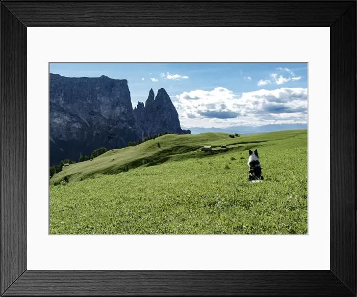 Framed Print : Border collie dog admiring the panorama on Alpe di Siusi, Dolomites, Trentino-Alto Adige