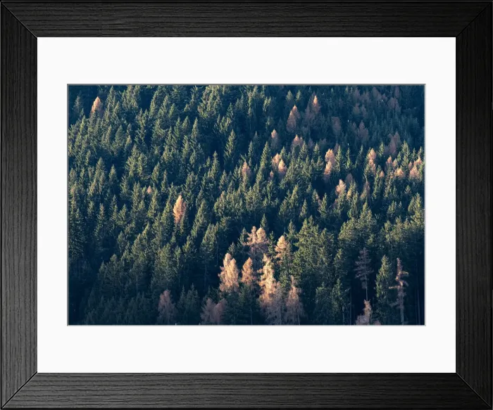 Framed Print : Larch and spruce forest with larches turning yellow in autumn, Trentino-Alto Adige, Italy Framed Print : Larch and spruce forest with larches turning yellow in autumn, Trentino-Alto Adige, Italy