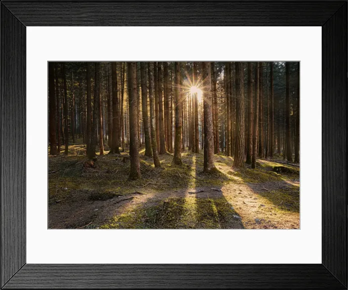 Framed Print : Larch wood and sun star between tree trunks, Trentino-Alto Adige, Italy, Europe Framed Print : Larch wood and sun star between tree trunks, Trentino-Alto Adige, Italy, Europe