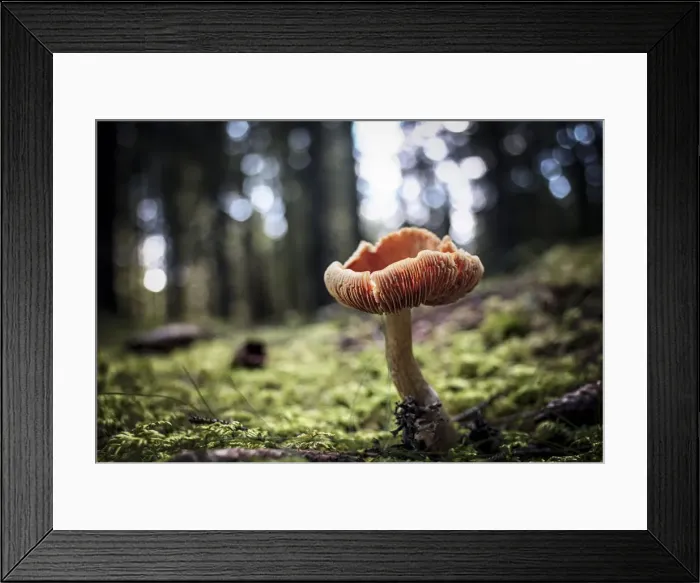 Framed Print : Mushroom in the undergrowth with moss, Trentino-Alto Adige, Italy, Europe Framed Print : Mushroom in the undergrowth with moss, Trentino-Alto Adige, Italy, Europe