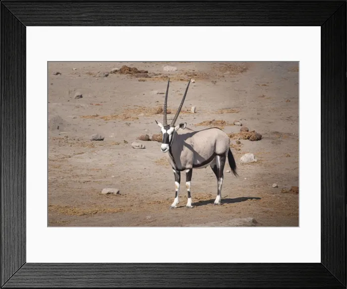 Framed Print : Lonely Eland in Etosha National Park, Namibia, Africa Framed Print : Lonely Eland in Etosha National Park, Namibia, Africa