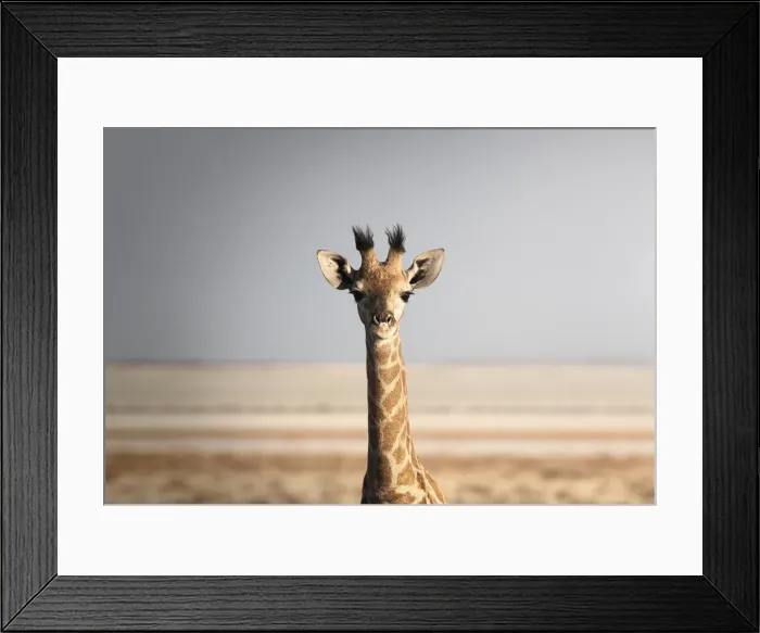 Framed Print : Portrait of a giraffe (Giraffa camelopardalis), Namibia, Africa Framed Print : Portrait of a giraffe (Giraffa camelopardalis), Namibia, Africa