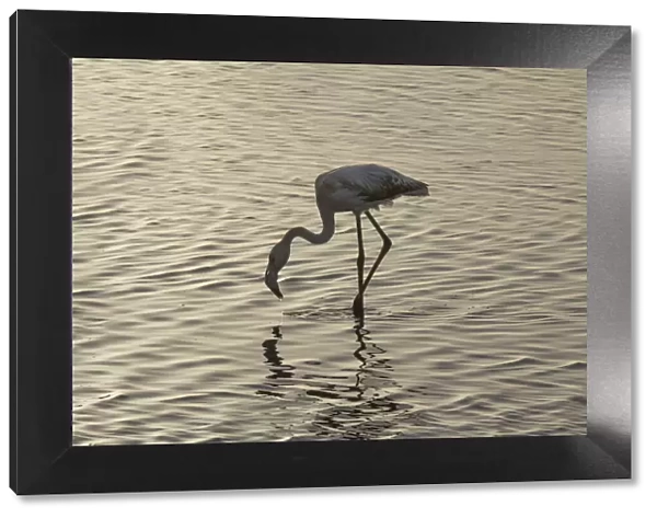 Flamingo in the water, Walvis Bay, Namibia, Africa