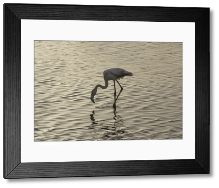 Framed Print : Flamingo in the water, Walvis Bay, Namibia, Africa Framed Print : Flamingo in the water, Walvis Bay, Namibia, Africa