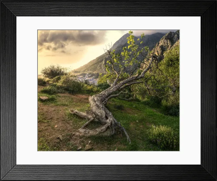 Framed Print : An ancient tree lying on a hillside above Chefchaouen, Morocco, North Africa, Africa Framed Print : An ancient tree lying on a hillside above Chefchaouen, Morocco, North Africa, Africa
