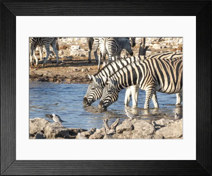 Framed Print : Zebras drinking in a pond, Etosha National Park, Namibia, Africa
