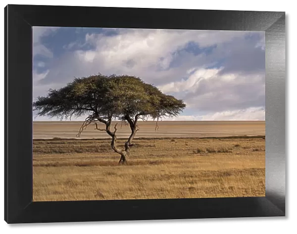 Salvadora waterhole in Etosha, famous for this lonely tree in the middle of the savannah