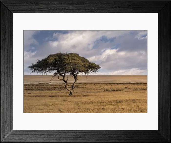 Framed Print : Salvadora waterhole in Etosha, famous for this lonely tree in the middle of the savannah Framed Print : Salvadora waterhole in Etosha, famous for this lonely tree in the middle of the savannah