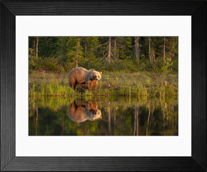 Framed Print : Eurasian brown bear (Ursus arctos arctos) in evening sunlight, reflected in lake, Kuhmo Framed Print : Eurasian brown bear (Ursus arctos arctos) in evening sunlight, reflected in lake, Kuhmo