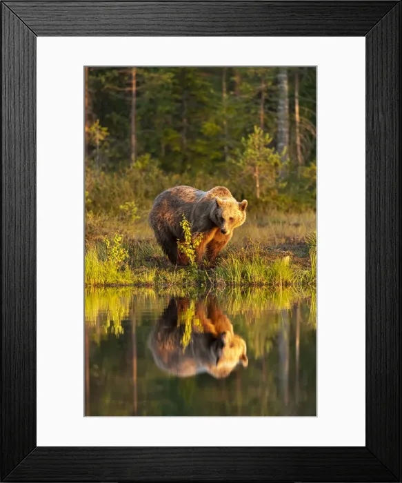 Framed Print : Eurasian brown bear (Ursus arctos arctos) in evening sunlight, reflected in lake, Kuhmo Framed Print : Eurasian brown bear (Ursus arctos arctos) in evening sunlight, reflected in lake, Kuhmo