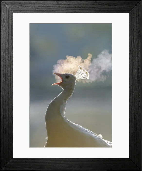 Framed Print : Female peacock (peahen) calling, early morning, Kent, England, United Kingdom, Europe Framed Print : Female peacock (peahen) calling, early morning, Kent, England, United Kingdom, Europe