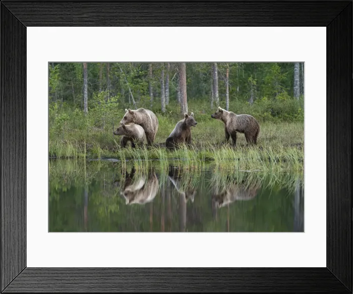 Framed Print : Eurasian brown bear (Ursus arctos arctos) and cubs, Kuhmo, Finland, Europe Framed Print : Eurasian brown bear (Ursus arctos arctos) and cubs, Kuhmo, Finland, Europe
