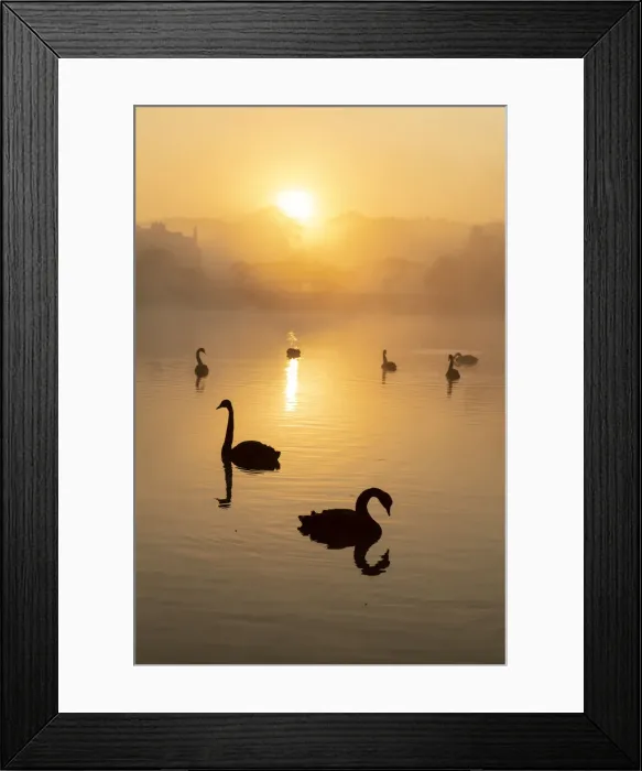 Framed Print : Black swan (Cygnus atratus), at sunrise, Kent, England, United Kingdom, Europe Framed Print : Black swan (Cygnus atratus), at sunrise, Kent, England, United Kingdom, Europe