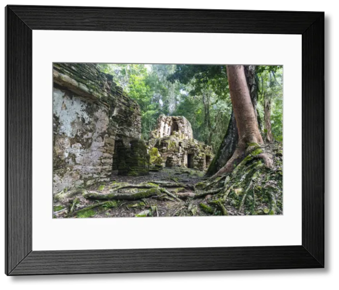 Framed Print : Archaeological Maya site of Yaxchilan in the jungle of Chiapas, Mexico, North America Framed Print : Archaeological Maya site of Yaxchilan in the jungle of Chiapas, Mexico, North America