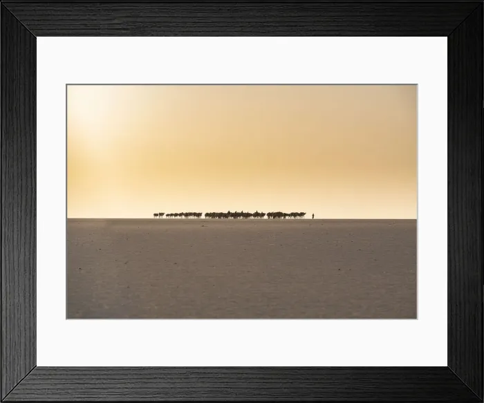 Framed Print : Salt caravan transporting salt through the desert, Oasis Fachi, Tenere desert, Niger Framed Print : Salt caravan transporting salt through the desert, Oasis Fachi, Tenere desert, Niger