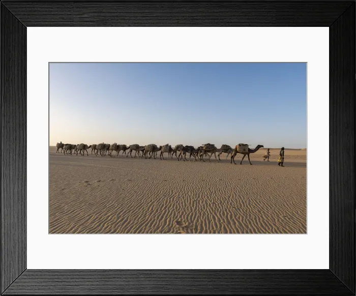 Framed Print : Salt caravan transporting salt through the desert, Oasis Fachi, Tenere desert, Niger Framed Print : Salt caravan transporting salt through the desert, Oasis Fachi, Tenere desert, Niger