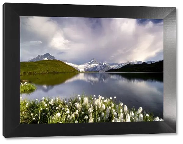 Cotton grass in bloom surrounding Bachalpsee lake and mountains, Grindelwald