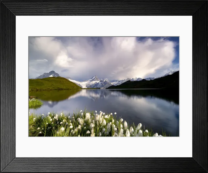 Framed Print : Cotton grass in bloom surrounding Bachalpsee lake and mountains, Grindelwald Framed Print : Cotton grass in bloom surrounding Bachalpsee lake and mountains, Grindelwald