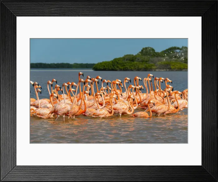Framed Print : American flamingo (Phoenicopterus ruber), Rio Celestun UNESCO Biosphere Reserve, Yucatan Framed Print : American flamingo (Phoenicopterus ruber), Rio Celestun UNESCO Biosphere Reserve, Yucatan