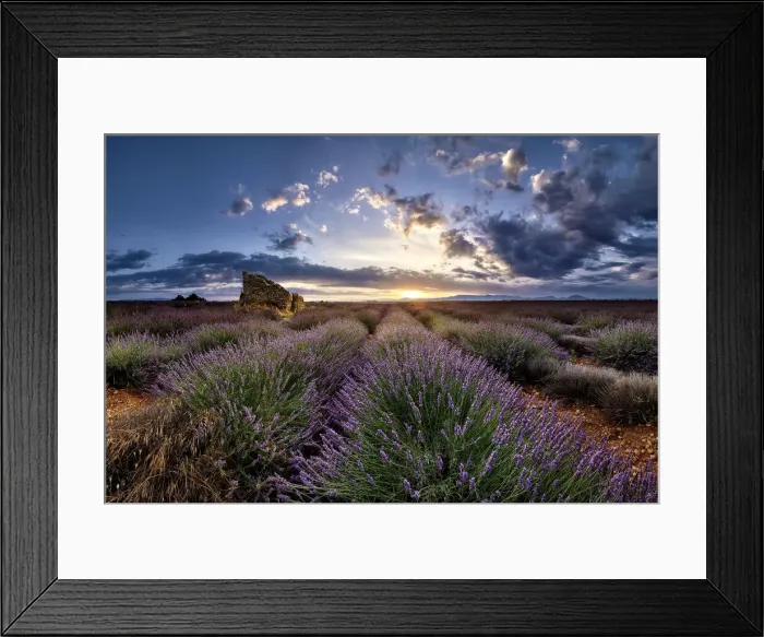 Framed Print : Ruins in a lavender field at sunrise in Provence, France, Europe Framed Print : Ruins in a lavender field at sunrise in Provence, France, Europe