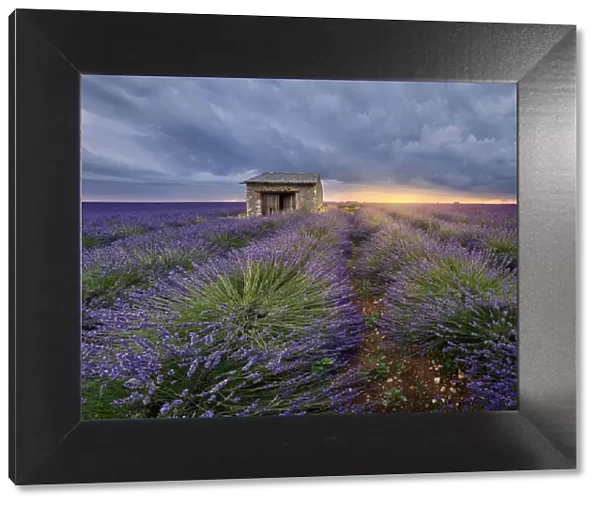 Small stone house in lavender field at sunset with a cloudy sky, Valensole, Provence