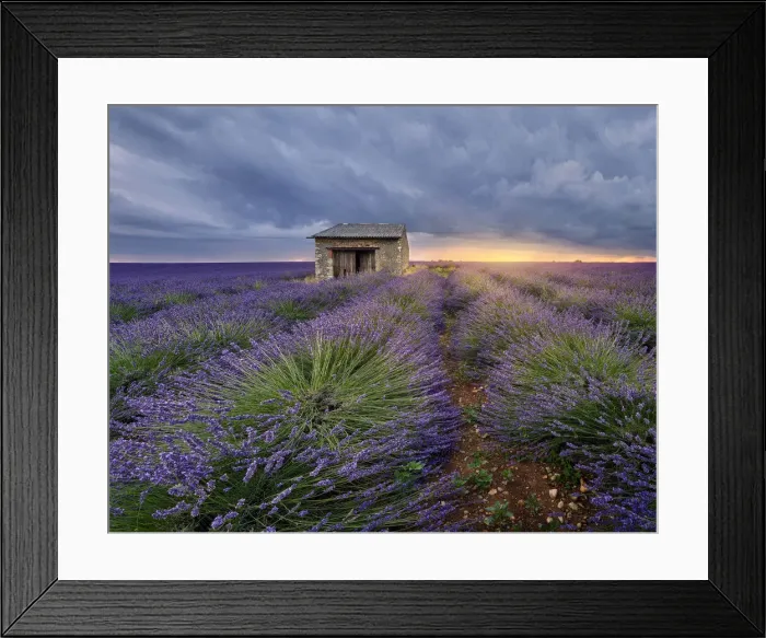 Framed Print : Small stone house in lavender field at sunset with a cloudy sky, Valensole, Provence Framed Print : Small stone house in lavender field at sunset with a cloudy sky, Valensole, Provence