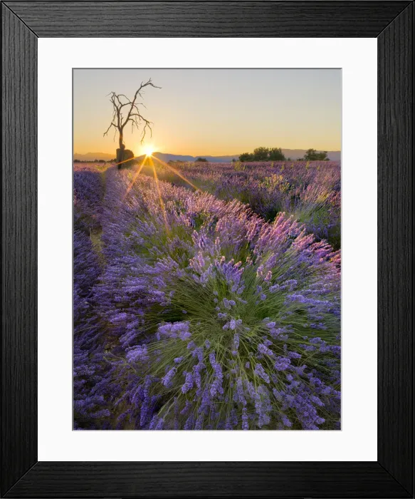 Framed Print : Sunrise in a lavender filed with a dead tree, a ruin and the sun burst, Valensole Framed Print : Sunrise in a lavender filed with a dead tree, a ruin and the sun burst, Valensole