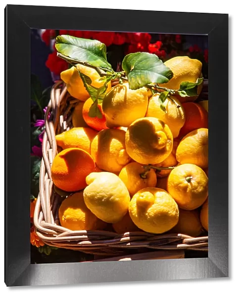 Fresh local basket of lemons in Manarola in Cinque Terre, province of La Spezia