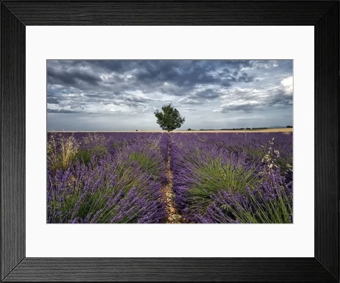 Framed Print : Symmetric lavender field and a lonely tree in the middle, Valensole, Provence, France Framed Print : Symmetric lavender field and a lonely tree in the middle, Valensole, Provence, France