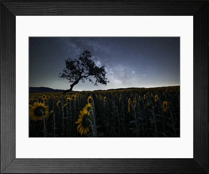 Framed Print : Milky Way above a sunflowers field with a bent tree silhouette, Emilia Romagna, Italy Framed Print : Milky Way above a sunflowers field with a bent tree silhouette, Emilia Romagna, Italy