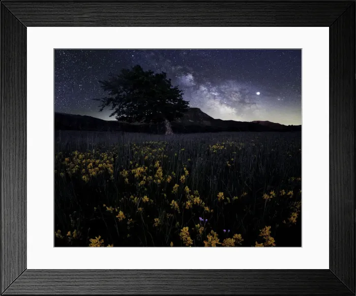 Framed Print : Milky Way at Prati di Sara with yellow flowers in the foreground and bent tree Framed Print : Milky Way at Prati di Sara with yellow flowers in the foreground and bent tree