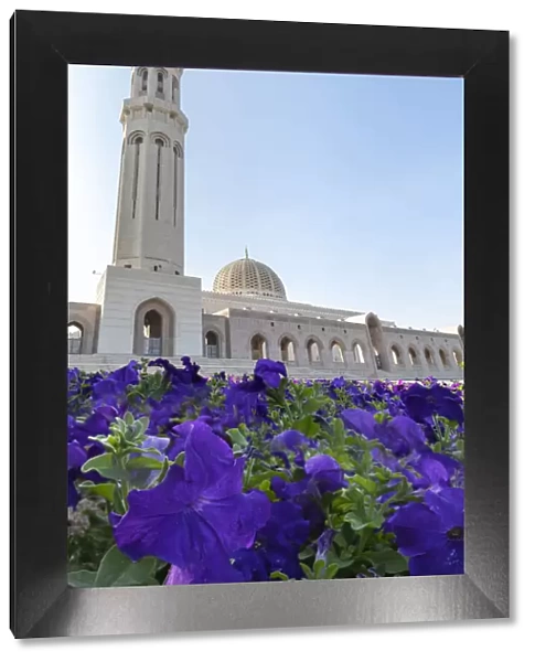 Sultan Qaboos Mosque minaret with violet petunia flowers in the foreground, Muscat, Oman