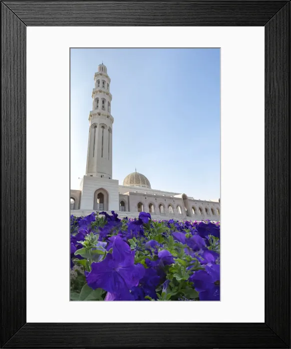 Framed Print : Sultan Qaboos Mosque minaret with violet petunia flowers in the foreground, Muscat, Oman Framed Print : Sultan Qaboos Mosque minaret with violet petunia flowers in the foreground, Muscat, Oman